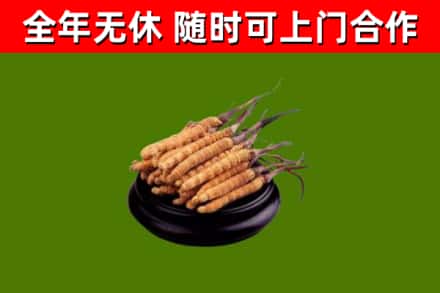 阿坝区回收冬虫夏草