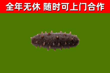 阿坝区回收海参干
